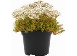 Stonecrop (Sedum Album 'Coral Carpet') - 3 Piante - Copertura Del Terreno Sempreverde E Resistente Per Giardini Rocciosi E Tetti Verdi - Facile Da Curare, Tollera La Siccità Ed è Compatibile Con Gli Insetti