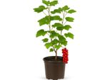 Ribes Rubrum 'Rolan' - Ribes Rosso - Pianta Da Bacche Aromatiche E Ad Alto Rendimento Per Giardini E Siepi - Facile Da Curare, Robusta E Resistente - Maturazione Dei Frutti A Metà Luglio
