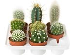 Set Di 6 Cactus Di Specie Diverse - Piante Da Appartamento E Succulente Di Facile Manutenzione Per Ambienti Soleggiati - Ideali Per Davanzali, Uffici E Decorazioni