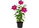 Clematis 'Ville De Lyon' - Clematide Viola A Fiore Grande - Rampicante Resistente Per Pergole, Recinti E Contenitori - Fiori Da Giugno A Settembre