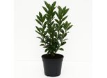Alloro (Laurus Nobilis) - 40/60 Cm - Pianta Da Vaso E Da Giardino Sempreverde - Foglie Di Alloro Commestibili Per Condire - Resistente E Profumata - Per Sole O Ombra Parziale