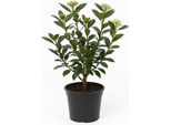 Viburnum Tinus - Palla Di Neve A Foglie Di Alloro - Arbusto Ornamentale Sempreverde Con Fiori Bianchi E Frutti Ornamentali Profumati - Resistente, Facile Da Curare E Ideale Per Giardino, Patio E Contenitori