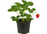 Fragola Fragaria X Ananassa 'Senga Sengana' - 3 Piante - Fragola Da Giardino Aromatica E Ad Alto Rendimento - Varietà Comprovata Medio-Precoce Con Frutti Dolci - Resistente E Facile Da Curare