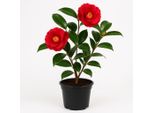 Camelia Rossa (Camellia Japonica) - Pianta Da Giardino Resistente Fino A 60 Cm - Pianta Ornamentale Sempreverde Con Fiori Rossi - Facile Da Curare, Robusta E Ideale Per Il Giardino, Il Patio O La Vasca Da Bagno