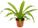 Felce Del Nido (Asplenium Nidus) - Felce Decorativa A Strisce Con Foglie Verdi Lucide - Pianta D'appartamento Facile Da Curare Per Ambienti Leggeri E Ombreggiati - Purificante Dell'aria E Robusta - 3 Piante