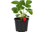 Fragola Fragaria X Ananassa 'Polka' - 3 Piante - Fragola Da Giardino Aromatica E Ad Alto Rendimento - Varietà Medio-Precoce Con Frutti Dolci - Resistente E Facile Da Curare Per Giardino E Balcone