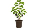 Ribes Nigrum 'Hedda' - Ribes Nero - 6 Piante - Pianta Da Bacche Resistenti E Ad Alto Rendimento Per Giardino E Siepe - Frutti Aromatici A Luglio - Ideale Per Marmellata E Consumo Fresco