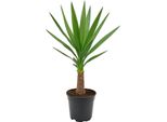 Palma Yucca (Yucca Elephantipes) Di Circa 40-50 Cm - Pianta D'appartamento Di Facile Cura Per Ambienti Luminosi - Robusta, Decorativa E Purificante Dell'aria - Ideale Per Soggiorno, Ufficio E Patio