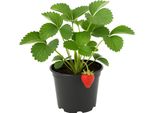 Fragola Fragaria X Ananassa 'Honeoye' - Varietà Molto Precoce Con Frutti Sodi E Saporiti - 3 Piante - Ad Alto Rendimento, Resistente E Facile Da Curare Per Giardino E Balcone