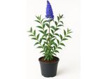 Buddleja Davidii 'Ellen's Blue' - Lillà Estivo / Arbusto Delle Farfalle - Fiori Blu-Viola, Fortemente Profumati E Adatti Agli Insetti - Resistente E Facile Da Curare Per Giardino, Aiuole E Contenitori
