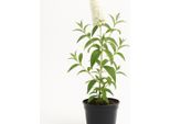 Buddleja Davidii 'White Profusion' - Lillà Estivo A Fioritura Bianca E Cespuglio Per Farfalle - Arbusto Ornamentale Profumato, Resistente Agli Insetti - Ideale Per Giardini, Aiuole E Contenitori