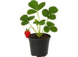 Fragola Fragaria X Ananassa 'Albion' - Pianta Di Fragola Sempreverde Con Frutti Dolci E Grandi - Perenne, Robusta E Resistente - Ideale Per Giardino E Balcone