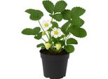 Fragola - Fragaria X Ananassa "Pineapple Coconut Strawberry"" - 3 Piante - Rara Fragola Bianca Con Sapore Di Ananas E Cocco - Perenne E Resistente - Varietà Aromatica Per Giardino E Balcone"