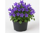Campanula (Campanula Pendula Blu) - Perenne Resistente A Fioritura Abbondante Di 10-15 Cm - Fiori Blu-Viola Da Giugno A Settembre - Facile Da Curare Per Aiuole, Balcone E Giardino Roccioso
