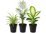 Trio Per La Purificazione Dell'aria - 3 Piante D'appartamento: Giglio Verde, Palma Di Montagna E Dieffenbachia - Sistema Naturale Di Purificazione Dell'aria Per La Casa E L'ufficio - Facile Da Curare E Decorativo - Per Ambienti Da Soleggiati A Semi-Ombreggiati