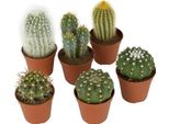 Set Di Cactus - Mix Di 6 Specie Diverse - Piante Grasse Di Facile Manutenzione Per Ambienti Soleggiati - Piante D'appartamento Ideali Per Davanzali, Uffici E Giardini D'inverno - Robuste E Decorative