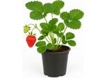 Fragola Fragaria X Ananassa 'Daroyal' - 3 Piante - Varietà Francese Precoce Con Frutti Grandi E Aromatici - Resistente All'inverno E Ad Alta Resa - Ideale Per Giardino E Balcone