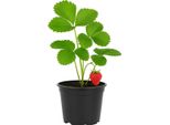 Fragola Fragaria X Ananassa 'Symphony' (S) - 3 Piante - Varietà Precoce Aromatica Con Fragole Dolci E Succose - Resistente E Robusta - Ideale Per Giardino, Letto Rialzato E Balcone