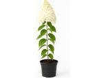 Ortensia A Pannocchia (Hydrangea Paniculata) - Arbusto Ornamentale A Fiore Bianco Per Giardini E Contenitori - Resistente, Insettifugo E Facile Da Curare - Pannocchie Di Fiori Profumati, Che Diventano Rosa Quando Appassiscono