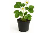 Fragola Fragaria X Ananassa Macherrauchs Marieva - 3 Piante - Fragola Da Giardino Dolce E Aromatica Per Ambienti Da Soleggiati A Semi-Ombreggiati - Raccolta Precoce In Giugno - Ideale Per Aiuole E Letti Rialzati