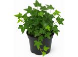 Edera (Hedera Helix) 9 Cm - Pianta Rampicante Sempreverde E Copertura Del Terreno - Facile Da Curare, Purificante Dell'aria E Resistente - Ideale Per Interni, Balconi, Giardini E Inverdimento Di Facciate