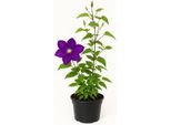 Clematis 'Polish Spirit' - Clematide A Fiore Grande Di Colore Viola Scuro - Pianta Rampicante Resistente Per Pergole, Recinzioni E Tralicci - Fiori Da Giugno A Settembre