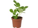 Fragola Fragaria X Ananassa Liebliche Della Signora Ladikova - 3 Piante - Fragola Da Giardino Dolce-Aromatica - Da Soleggiata A Semi-Ombreggiata - Raccolta Precoce In Giugno - Per Aiuole, Balconi E Letti Rialzati