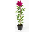 Clematis 'Ernest Markham' - Clematide Rosso Magenta A Fiore Grande - Rampicante Resistente Per Recinzioni, Pergole E Vasche - Fioritura Giugno-Agosto