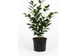 Camelia Bianca (Camellia Japonica) - Pianta Ornamentale Sempreverde E Resistente 50/60 Cm - Eleganti Fiori Bianchi, Facile Da Curare E Resistente Al Gelo Fino A -20°C - Ideale Per Giardino, Vasca E Patio