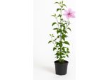 Clematis 'Nelly Moser' - Clematide Rosa A Fiore Grande Con Striscia Centrale Viola 200-350 Cm - Pianta Rampicante Resistente A Fiore Doppio Per Pergole, Recinzioni E Vasche