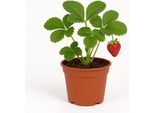 Fragola "Osterfee"" (Fragaria X Ananassa) - 3 Piante - Varietà Precoce Con Frutti Dolci E Aromatici - Resistente All'inverno E Facile Da Curare - Per Giardino, Aiuola E Balcone"