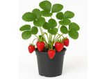 Fragola "KöNigin Luise"" (Fragaria X Ananassa) - 3 Piante - Frutti Saporiti E Dolci - Varietà Estiva Per Giardino E Balcone - Resistente All'inverno E Facile Da Curare"