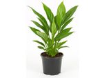 Spathiphyllum Bellini - 3 Piante - Piante D'appartamento Eleganti E Purificanti Con Fiori Bianchi - Facili Da Curare, Durature E Decorative - Ideali Per Ufficio, Soggiorno E Bagno