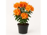 Rhododendron - Fioritura Arancione - Pianta Ornamentale Sempreverde Per Giardini E Contenitori - Resistente, Facile Da Curare E Dai Colori Intensi - Ideale Per Luoghi Semi-Ombreggiati