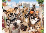 Zuty - Pittura Per Numeri - Grandi Animali, 40X50 Cm, Senza Cornice E Senza Spegnimento Della Tela