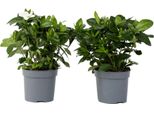 Gelsomino Del Capo - 2 Pezzi - Gardenia Jasminoides - Altezza 20-30Cm - ⌀13Cm