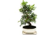 Bonsai - Pistacia Lentiscus - Arbusto Di Lentisco - Pistacchio Selvatico - 10 Anni Circa