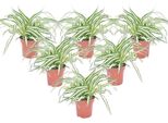 Pianta Ragno - 6 Pezzi - Chlorophytum Comosum 'Atlantic' - A25-40Cm - ⌀12Cm