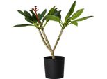 Frangipani - Plumeria Rubra 'Bianco' - Altezza 55-70Cm - ⌀17Cm