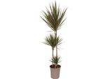Dracena - Dracaena Marginata 'Bicolor' - Altezza 110-130Cm - ⌀24Cm