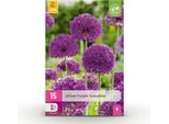 Greenboutiq - Bulbi Da Fiore - Bulbi Di Allium Purple Sensation - Bulbi Di Piante Perenni - Colore Viola - 15 Pezzi - Bulbo Di Dimensione 10/12 - Confezione Xxl