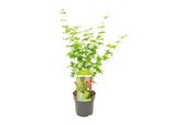 Acer Palmatum Going Green - Bellissimo Acero - Ø19Cm - Altezza 50Cm Per Uso Interno Ed Esterno