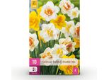Bulbi Da Fiore Narcissus Double Mix - Giallo E Bianco - 10 Pezzi - Bulbo Di Dimensione 12/14 - Narcisi Doppi Per Giardino, Balcone E Terrazza - Fioritura Primaverile