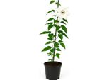 Clematis Hybride 'Miss Bateman' - Clematide Bianco Crema A Fiore Grande - Rampicante Resistente Per Pergole, Recinzioni E Contenitori - Fiori Da Maggio A Settembre