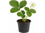 Fragola Fragaria X Ananassa 'Mieze Schindler' - 3 Piante - Varietà Aromatica Con Intenso Sapore Di Fragola Selvatica - Antica Varietà Tedesca, Ad Alta Resa E Robusta - Per Giardino E Balcone
