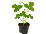 Fragola - Fragaria X Ananassa "Direktor Paul Wallbaum"" - 3 Piante - Fragola Da Giardino Aromatica E Tradizionale Con Frutti Dolci E Piccanti - Varietà Robusta Per Aiuole E Balconi - Varietà Impollinatrice Necessaria"