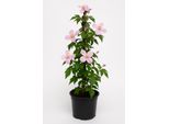 Clematis Montana 'Rubens' - Clematide Vigorosa Con Fiori Rosa Chiaro E Profumo Di Vaniglia - Rampicante Resistente Fino A 8 Metri - Ideale Per Recinzioni, Pergole E Verde Da Giardino