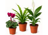 Piante Stagionali 3 Piante – Mix Di Piante Decorative Da Interno – Selezione Casuale A Seconda Della Stagione – Ideali Per Soggiorno, Ufficio E Idee Regalo – Facili Da Curare E Combinabili In Modo Versatile
