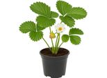 Fragola - Fragaria X Ananassa "Deutsch Evern"" - 3 Piante - Fragola Tradizionale Da Giardino Con Frutti Aromatici E Dolci - Varietà Robusta E Ad Alta Resa - Ideale Per Aiuole, Balconi E Letti Rialzati"