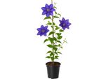 Clematis 'The President' - Clematide A Fiore Grande Di Colore Blu-Violetto - Rampicante Resistente E Ricco Di Fiori Per Recinzioni, Pergole E Tralicci - Fioritura Da Maggio A Settembre
